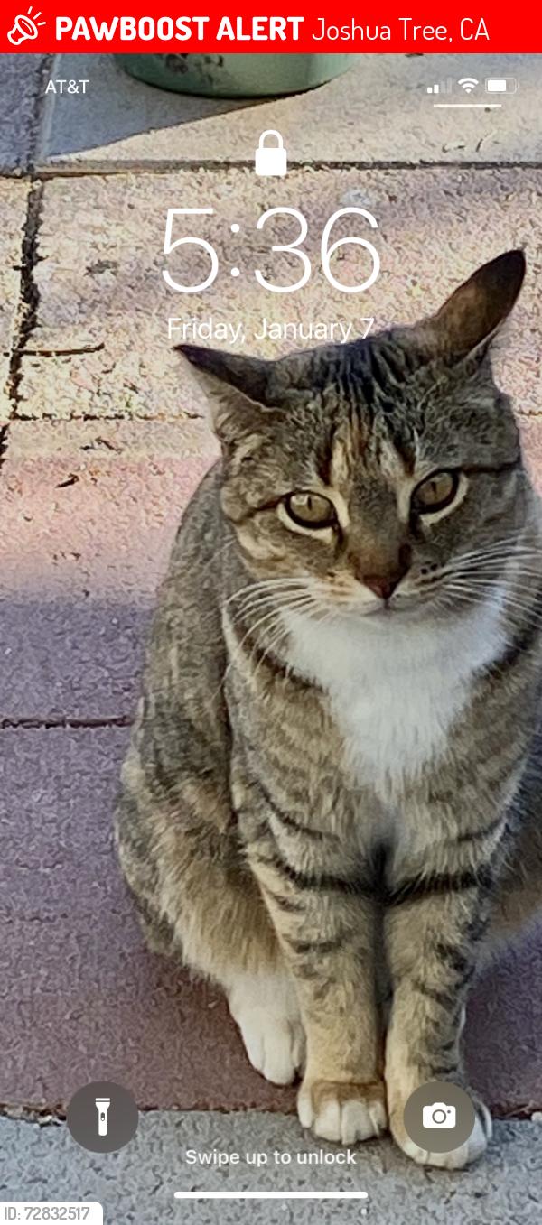 Lost Female Cat last seen outpost and rocky vista , Joshua Tree, CA 92252