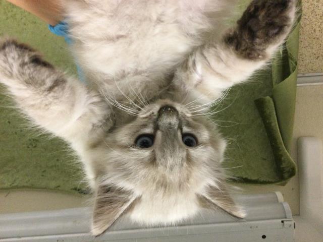 Shelter Stray Female Cat last seen Near BLOCK GARNER RD, RIVERSIDE CA 92501, Jurupa Valley, CA 92509
