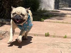 Shelter Stray Male Dog last seen Near BLOCK ASHTON LN, RIVERSIDE, CA, 6851 Van Buren Boulevard, Jurupa Valley, CA 92509, USA