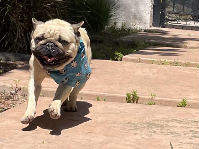 Shelter Stray Male Dog last seen Near BLOCK ASHTON LN, RIVERSIDE, CA, 6851 Van Buren Boulevard, Jurupa Valley, CA 92509, USA