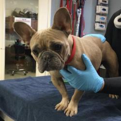Shelter Stray Female Dog last seen RUTLAND AVE AND JURUPA AVE RIVERSIDE, 6851 Van Buren Boulevard, Jurupa Valley, CA 92509, USA
