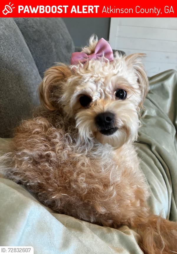 Lost Female Dog last seen Boone rd and Cogdell rd and Willie Giddens rd, Atkinson County, GA 31642