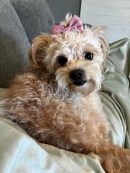 Lost Female Dog last seen Boone rd and Cogdell rd and Willie Giddens rd, Atkinson County, GA 31642