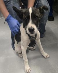 Shelter Stray Male Dog last seen WAYSIDE PARK BAKERSFIELD, Bakersfield, CA 93307