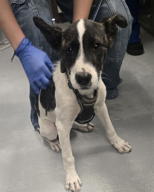 Shelter Stray Male Dog last seen WAYSIDE PARK BAKERSFIELD, Bakersfield, CA 93307