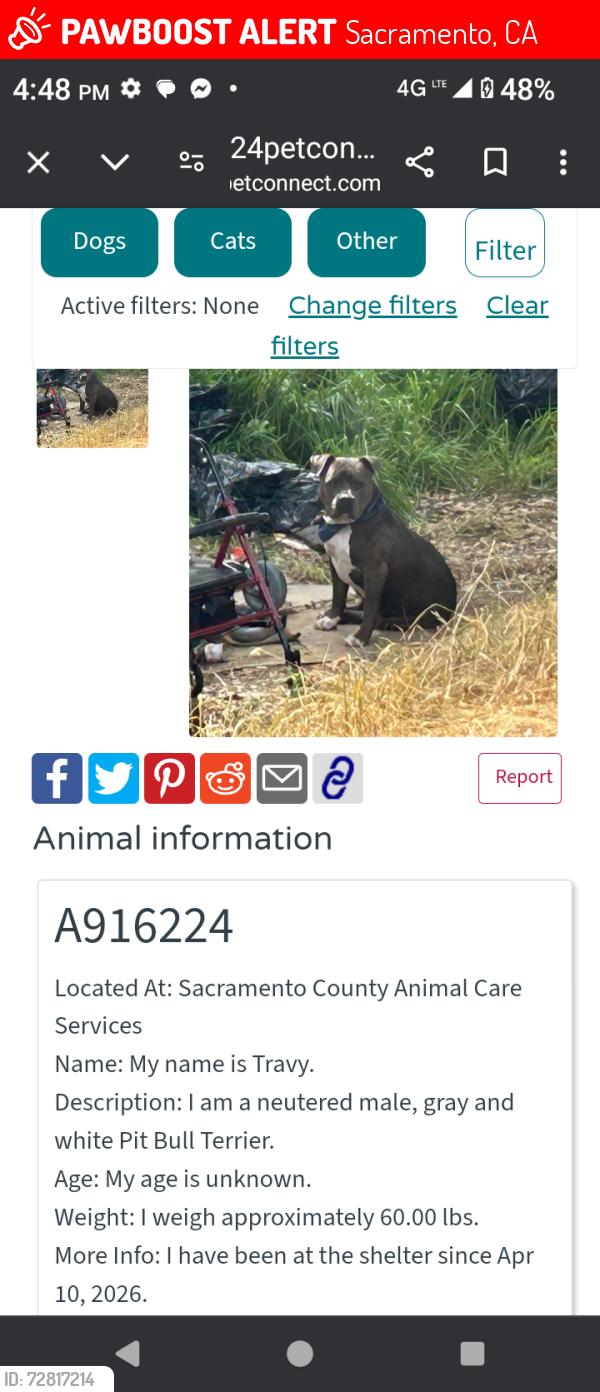 Lost Male Dog last seen Stockton & florin , Sacramento, CA 95822