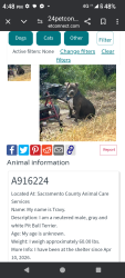 Lost Male Dog last seen Stockton & florin , Sacramento, CA 95822