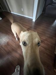 Lost Male Dog last seen Near osborne drive friendswood texas, Friendswood, TX 77546
