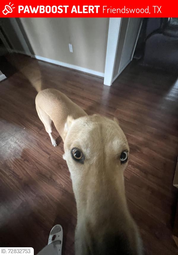 Lost Male Dog last seen Near osborne drive friendswood texas, Friendswood, TX 77546