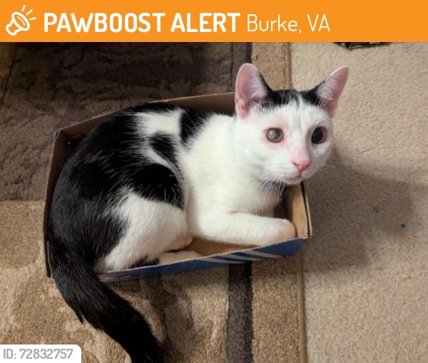 Found/Stray Male Cat last seen Rein Commons Ct , Burke, VA 22015
