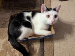 Found/Stray Male Cat last seen Rein Commons Ct , Burke, VA 22015