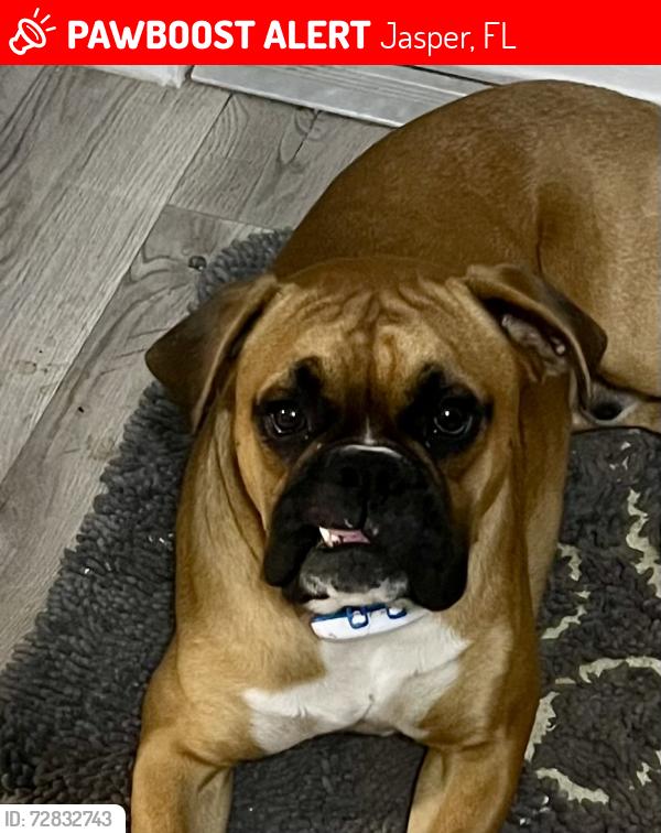Lost Male Dog last seen Alapaha River Bridge Hwy 41 N near Jasper, FL, Jasper, FL 32052