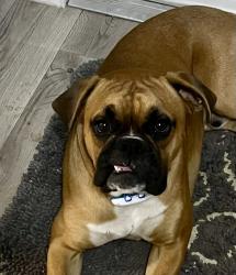 Lost Male Dog last seen Alapaha River Bridge Hwy 41 N near Jasper, FL, Jasper, FL 32052