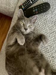 Lost Female Cat last seen Halcyon & Floresta by the Pho Thin Ha Noi Restaurant , San Leandro, CA 94578