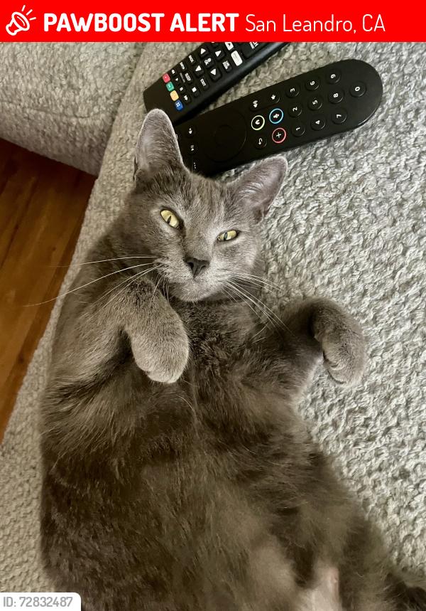 Lost Female Cat last seen Halcyon & Floresta by the Pho Thin Ha Noi Restaurant , San Leandro, CA 94578