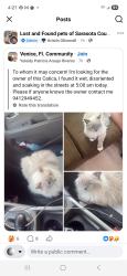 Lost Female Cat last seen Venice, Florida, Venice, FL 34285