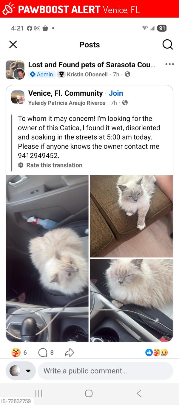Lost Female Cat last seen Venice, Florida, Venice, FL 34285