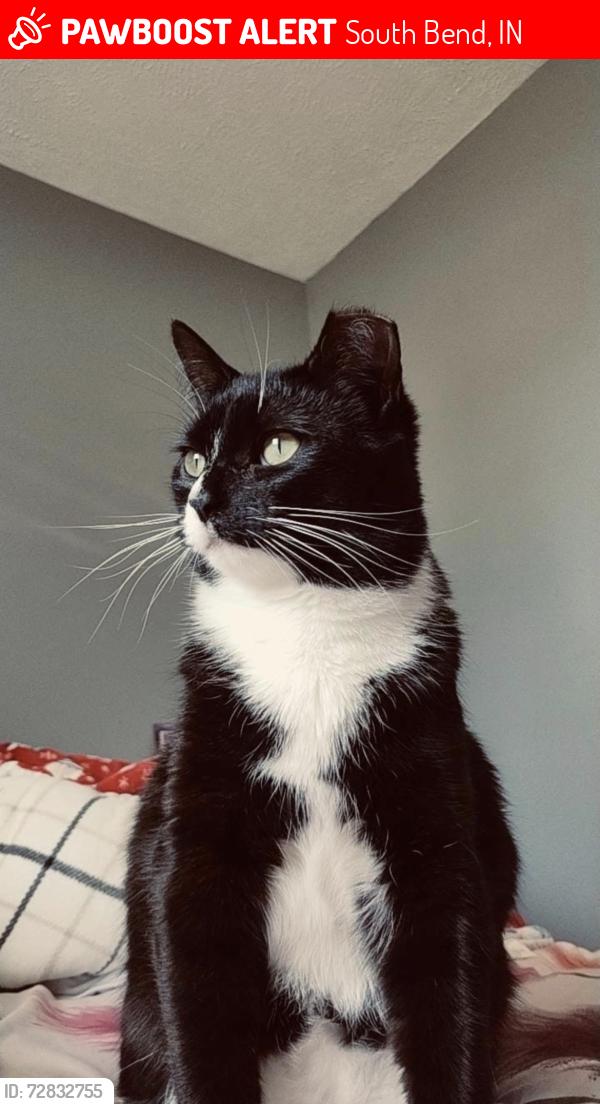 Lost Female Cat last seen Huron and Jackson st, South Bend, IN 46619