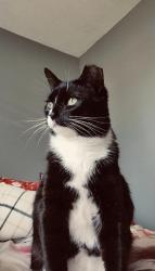 Lost Female Cat last seen Huron and Jackson st, South Bend, IN 46619