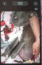 Lost Female Dog last seen Chapman Field, Lubbock, TX 79410
