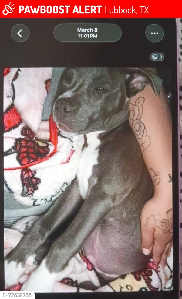 Lost Female Dog last seen Chapman Field, Lubbock, TX 79410