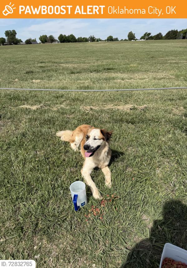 Found/Stray Female Dog last seen Near the sw part of the lake on the gravel road area, Oklahoma City, OK 73120