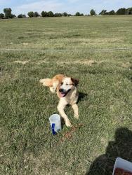 Found/Stray Female Dog last seen Near the sw part of the lake on the gravel road area, Oklahoma City, OK 73120