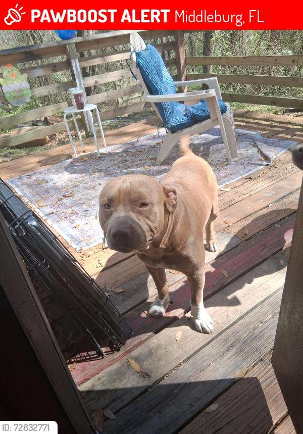 Lost Male Dog last seen Mimosa ave  johns cemetery rd, Middleburg, FL 32068