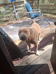 Lost Male Dog last seen Mimosa ave  johns cemetery rd, Middleburg, FL 32068