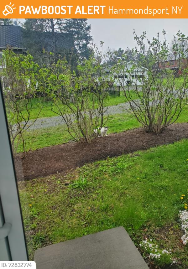 Found/Stray Unknown Cat last seen GIBSON/GALLAGER RD, Hammondsport, NY 14840