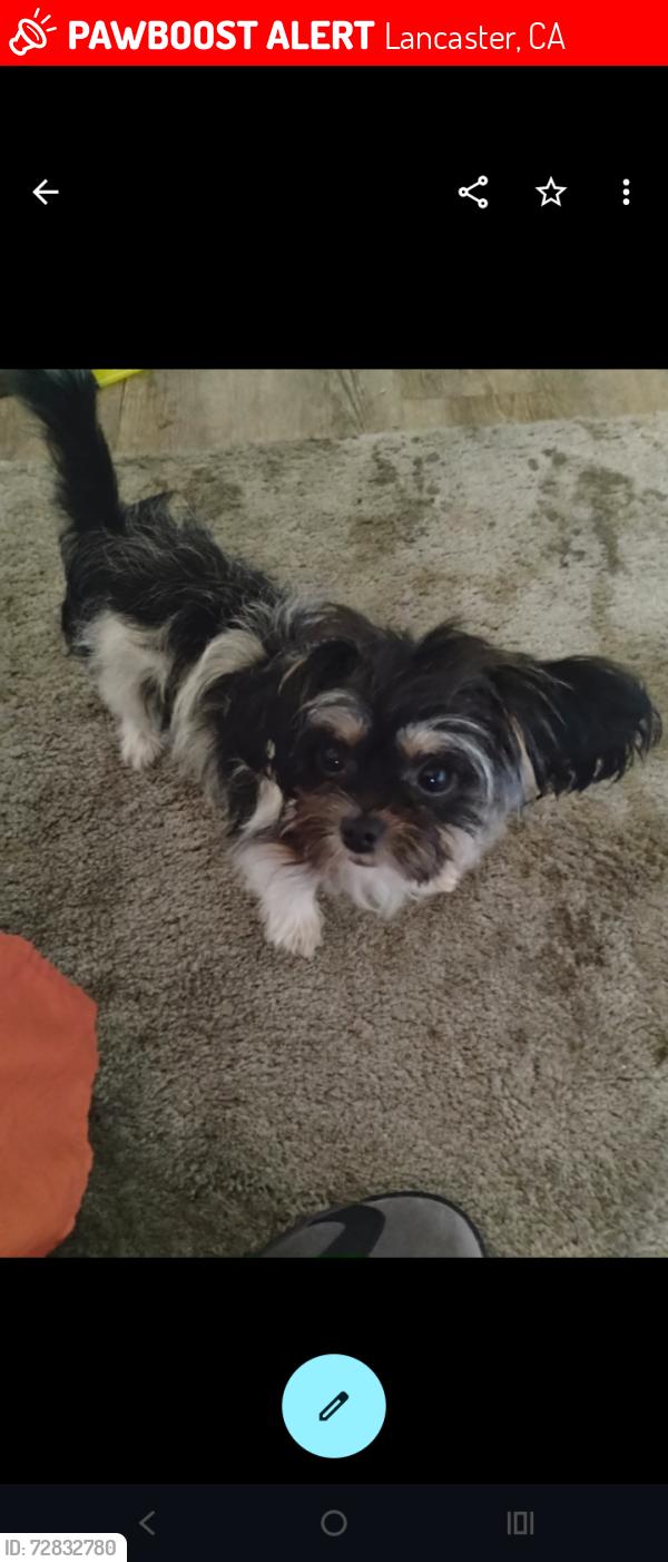 Lost Female Dog last seen 5th Street East , Lancaster, CA 93535