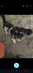 Lost Female Dog last seen 5th Street East , Lancaster, CA 93535