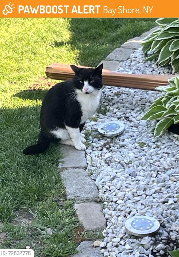 Found/Stray Unknown Cat last seen Hemlock elementary , Bay Shore, NY 11706