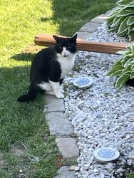 Found/Stray Unknown Cat last seen Hemlock elementary , Bay Shore, NY 11706