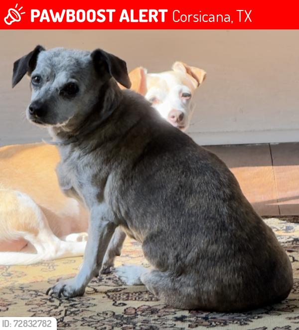 Lost Male Dog last seen 4TH AVE & 23RD ST, CORSICANA,TX, Corsicana, TX 75110