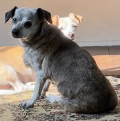 Lost Male Dog last seen 4TH AVE & 23RD ST, CORSICANA,TX, Corsicana, TX 75110