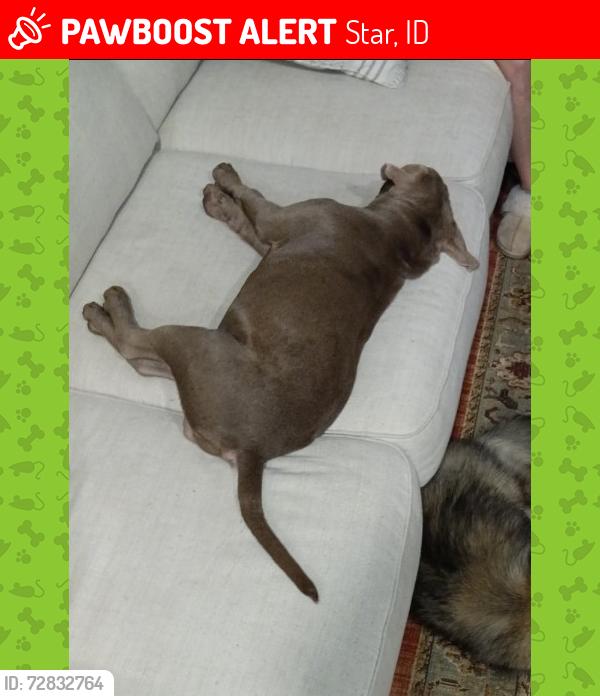 Lost Male Dog last seen Star street, Star, ID 83669