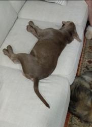 Lost Male Dog last seen Star street, Star, ID 83669