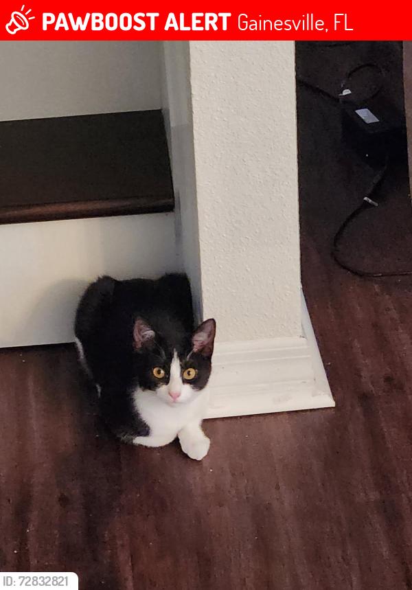 Lost Female Cat last seen Archer Rd, Gainesville, FL 32608