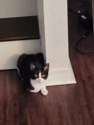 Lost Female Cat last seen Archer Rd, Gainesville, FL 32608