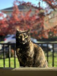 Lost Female Cat last seen NE 22nd and Skidmore, 97211, Portland, OR, Portland, OR 97211