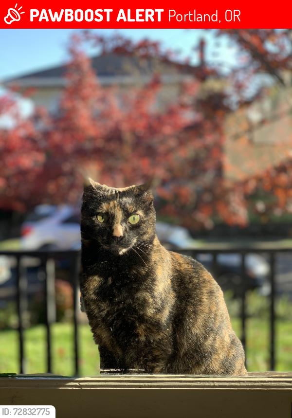 Lost Female Cat last seen NE 22nd and Skidmore, 97211, Portland, OR, Portland, OR 97211