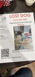 Lost Female Dog last seen 67th & king drive , Chicago, IL 60637