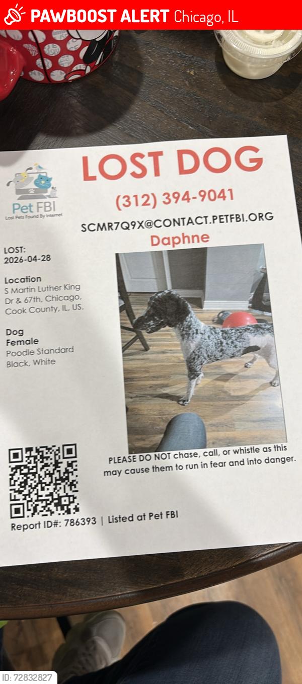 Lost Female Dog last seen 67th & king drive , Chicago, IL 60637