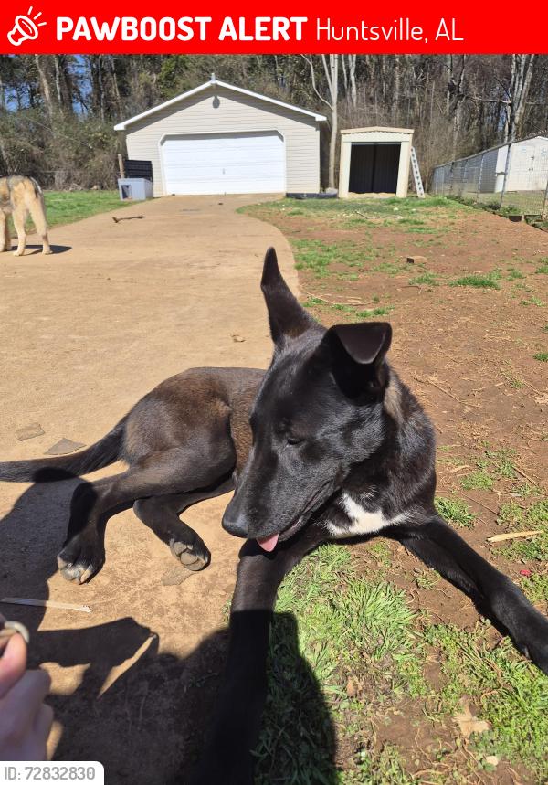 Lost Male Dog last seen Gardengrove rd huntsville , Huntsville, AL 35810