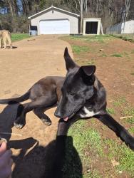 Lost Male Dog last seen Gardengrove rd huntsville , Huntsville, AL 35810