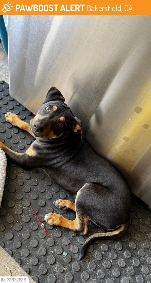 Found/Stray Male Dog last seen Mckelvey, Bakersfield, CA 93308