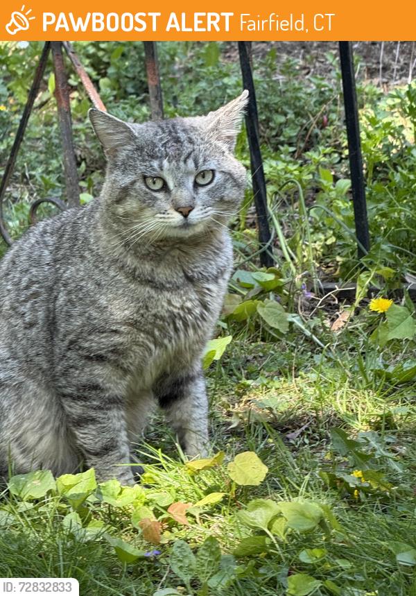 Found/Stray Unknown Cat last seen Alberta, Fairfield, CT 06825