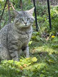 Found/Stray Unknown Cat last seen Alberta, Fairfield, CT 06825