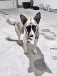 Found/Stray Female Dog last seen Porters mill , New Caney, TX 77357